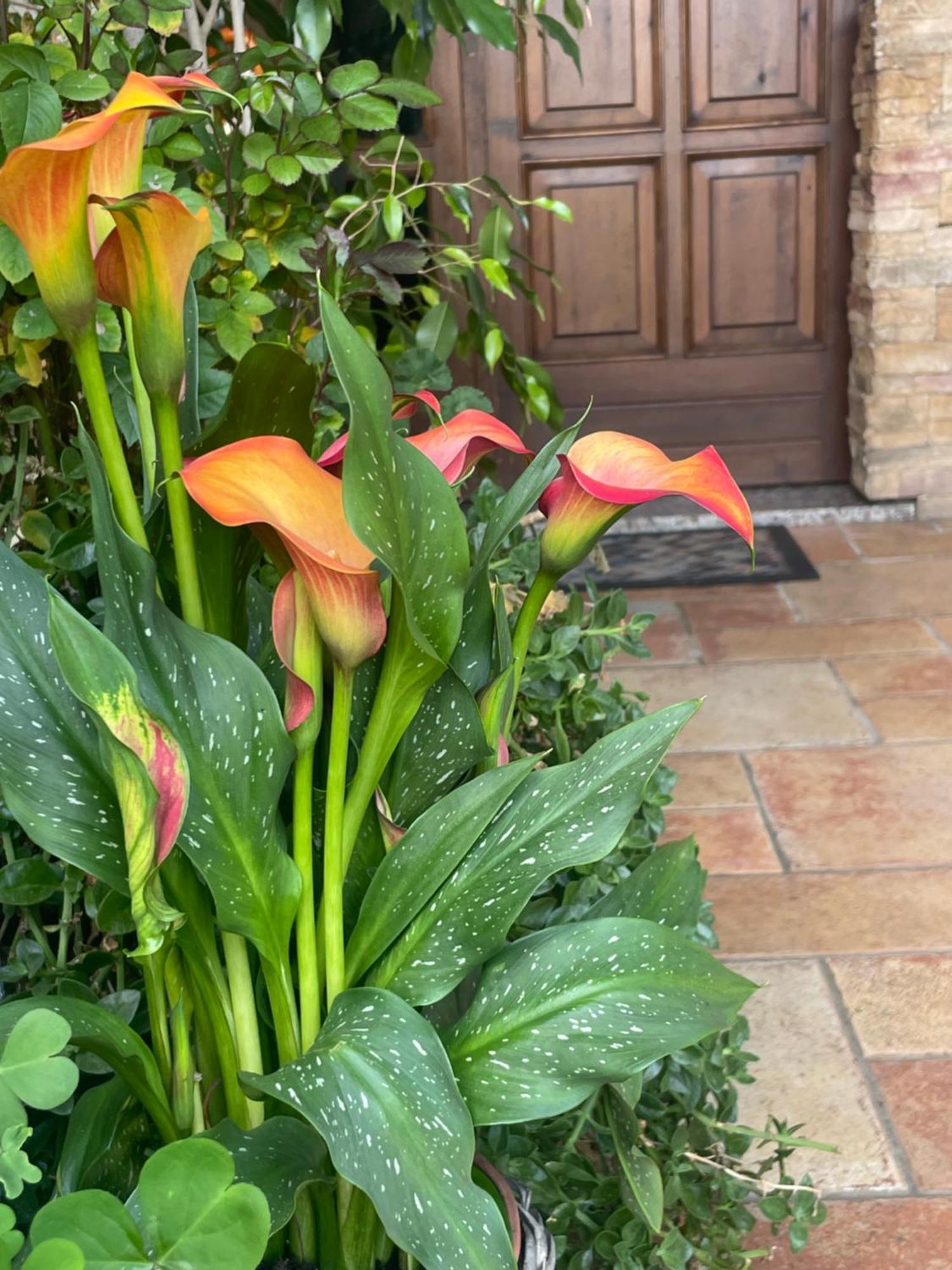 Il Giardino Di Emilia - Intero Appartamento In Villa Con Giardino Privato E Piscina Estiva Pontirolo Nuovo Extérieur photo